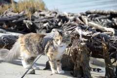 Bailey and Gypsy got their first taste of the Florida Gulf.