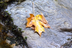 Fall is here.