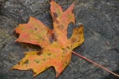 The most fall color we've seen so far.