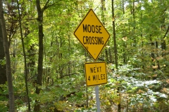 We kept our eyes peeled.
