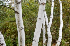 I love birch trees.