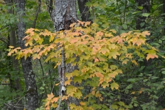 green-mt-52
