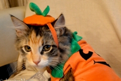 If a cat could flip a bird...