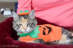 Gypsy's was a hamster costume that Kate adjust to fit a cat.