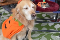 But they stayed patiently waiting for trick or treaters.