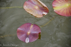 Kate got this beautiful lily pad shot.