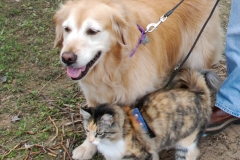 They love walking together.