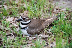 A nesting killdeer plover.