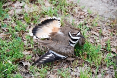 Don't come too near.