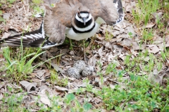 Three beautiful eggs.