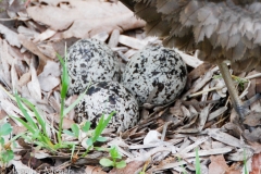 It takes three weeks to hatch them.