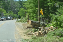 Firewood will be cheap this winter.