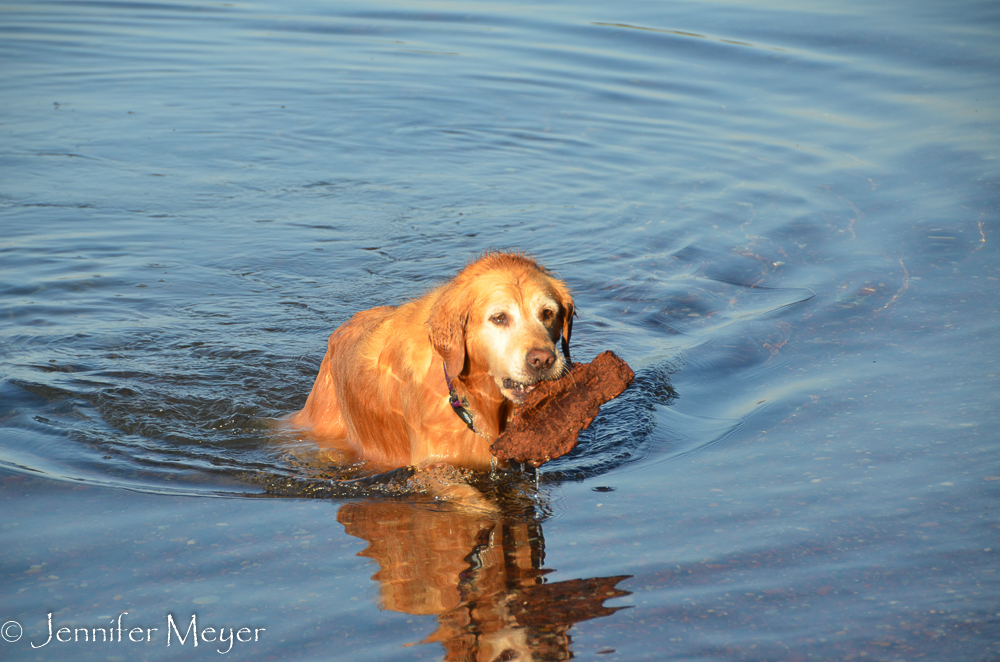 Bailey snagged some bark with her ball.