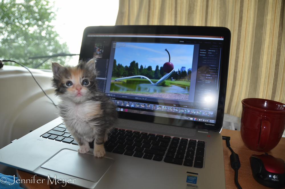 It's begun: cat paws on the laptop.