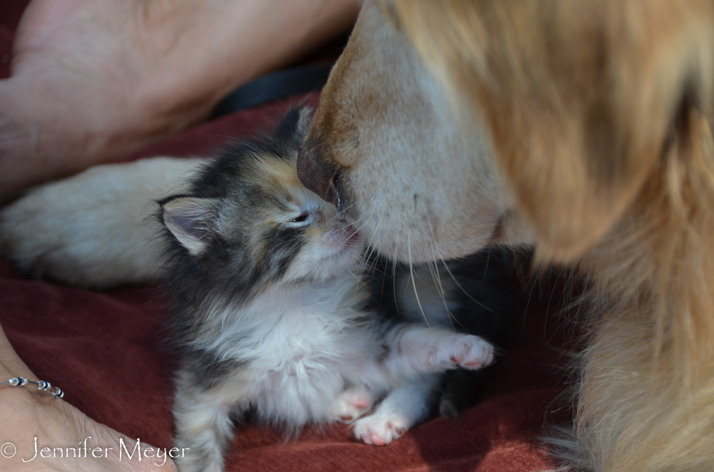 The first nose-to-nose.