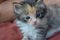 ...and take cute pictures.
