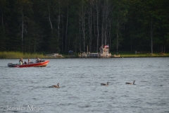 Just enough time to watch the geese...