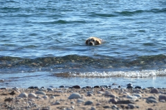 While Bailey fetched her ball in the lake...