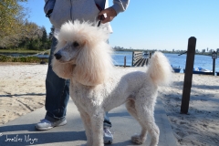 Thi dog's name is Q-Tip.