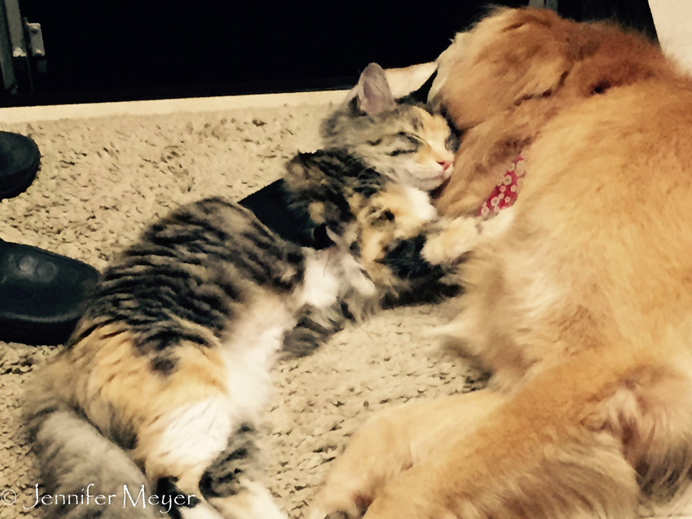 But her favorite place to nap is next to Bailey.