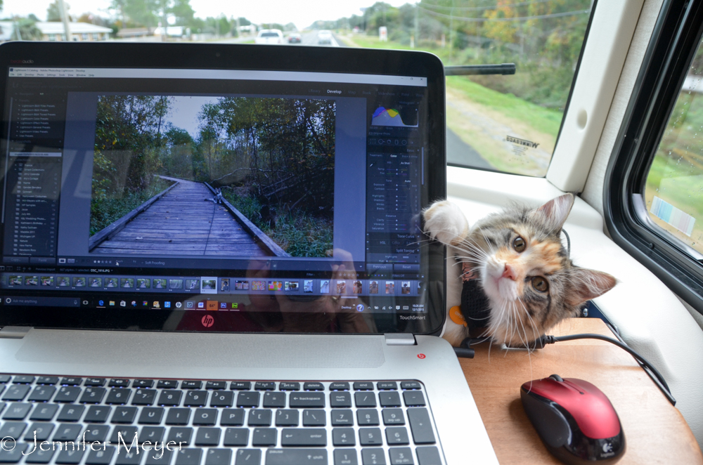 Gypsy thinks I pay way to much attention to this stupid thing.