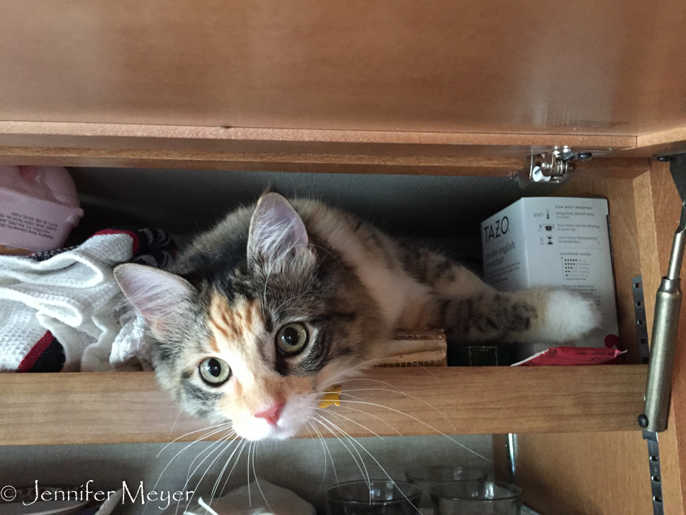 Gypsy discovers yet another cozy spot.