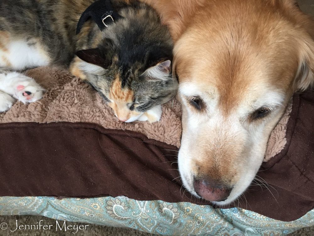 Nothing better than a warm dog.