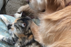 Bailey and Gypsy settle in for the drive to Palm Beach.