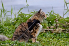 Waited patiently for hours.