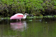A pink spoonbill!