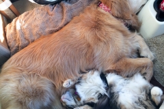 They get good and comfortable.