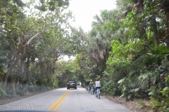 Tree tunnel on Highway 1.