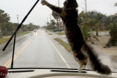 Until it starts to rain.