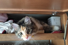 Gypsy discovers yet another cozy spot.