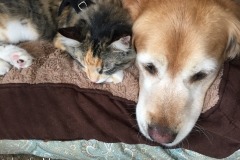 Nothing better than a warm dog.