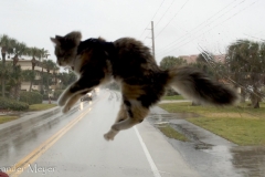 Her antics are a bit distracting for the driver.