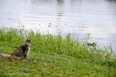 Water fowl kept Gypsy occupied.
