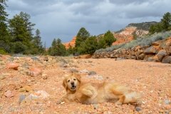 Bailey loved rolling in the rocks.