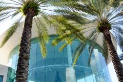 Palm tree sentinels.