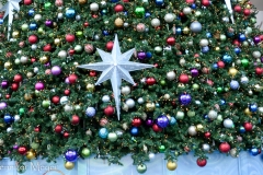 One last look at the tree as we exit.