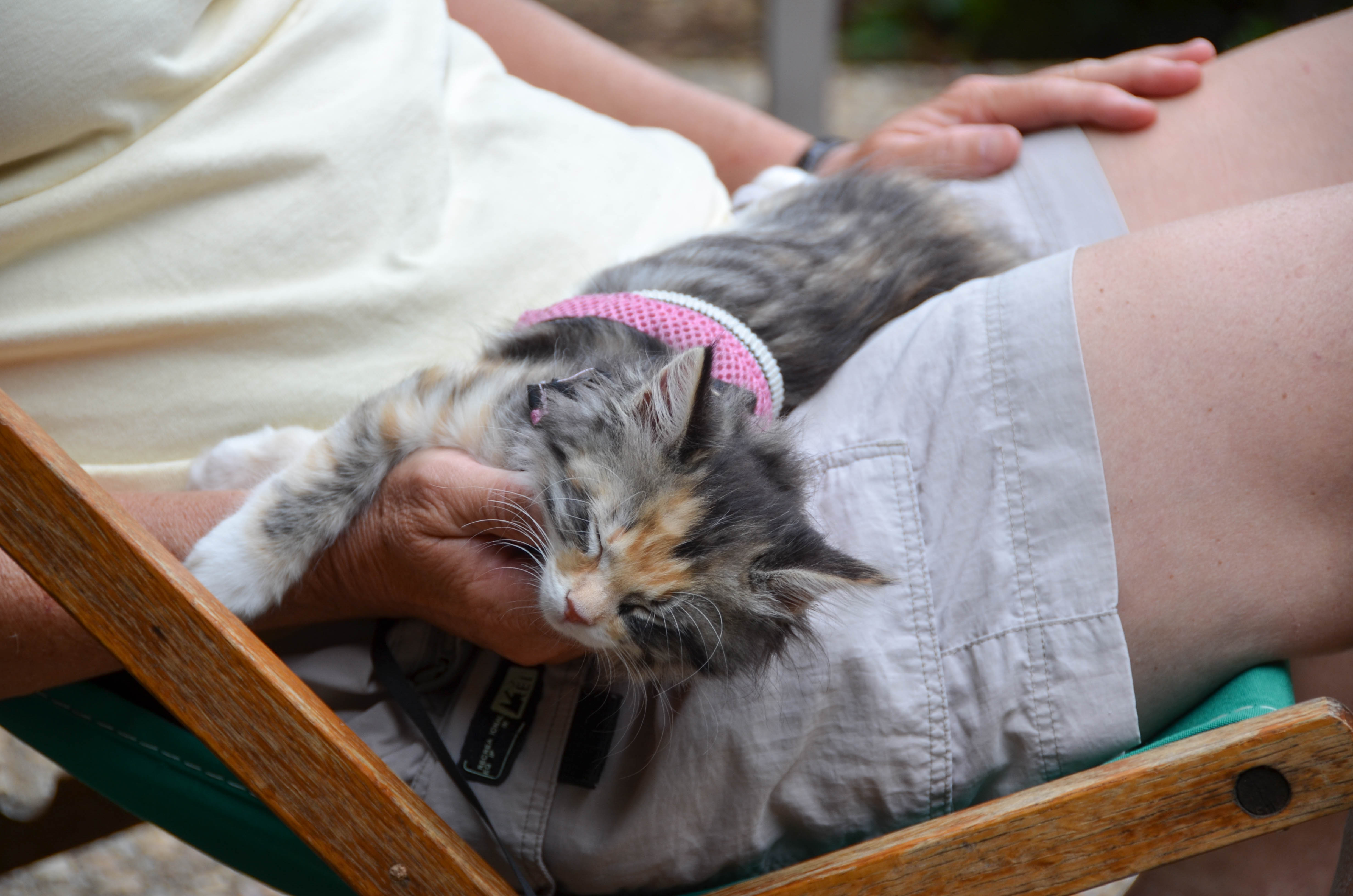 But Gypsy was oblivious.