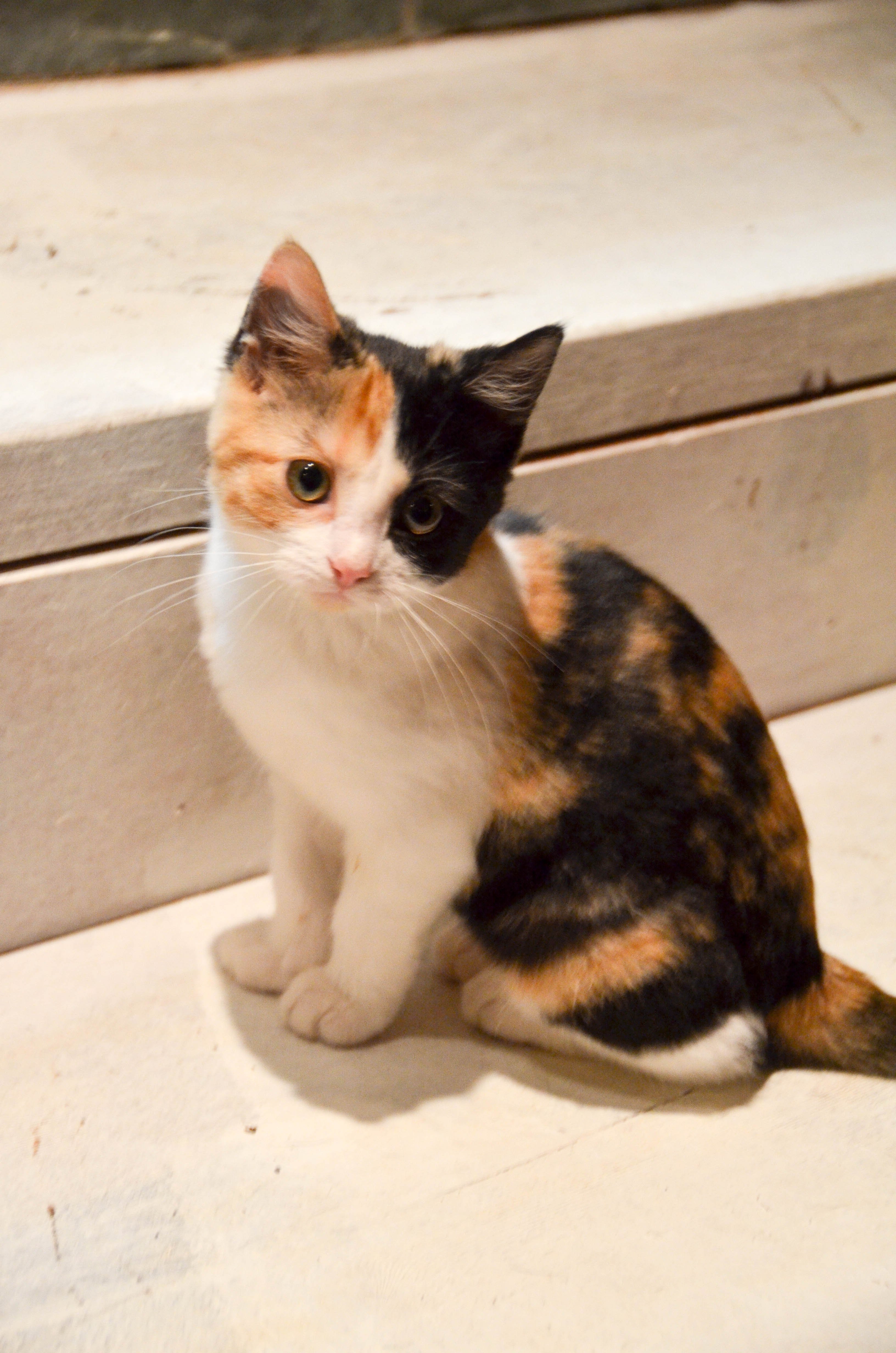 And their rescued kitten, Missy.