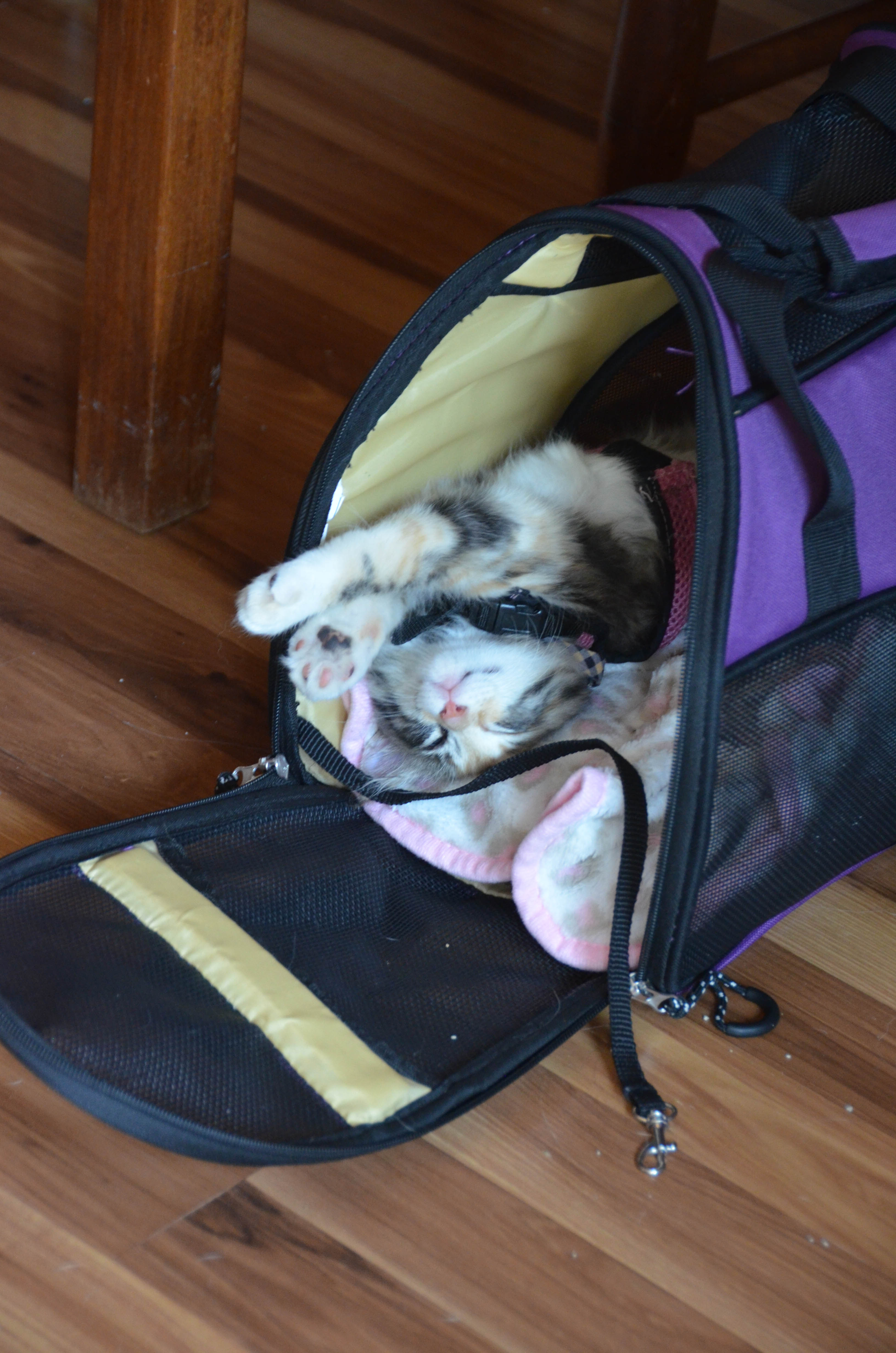 Gypsy loves to nap in her little house.