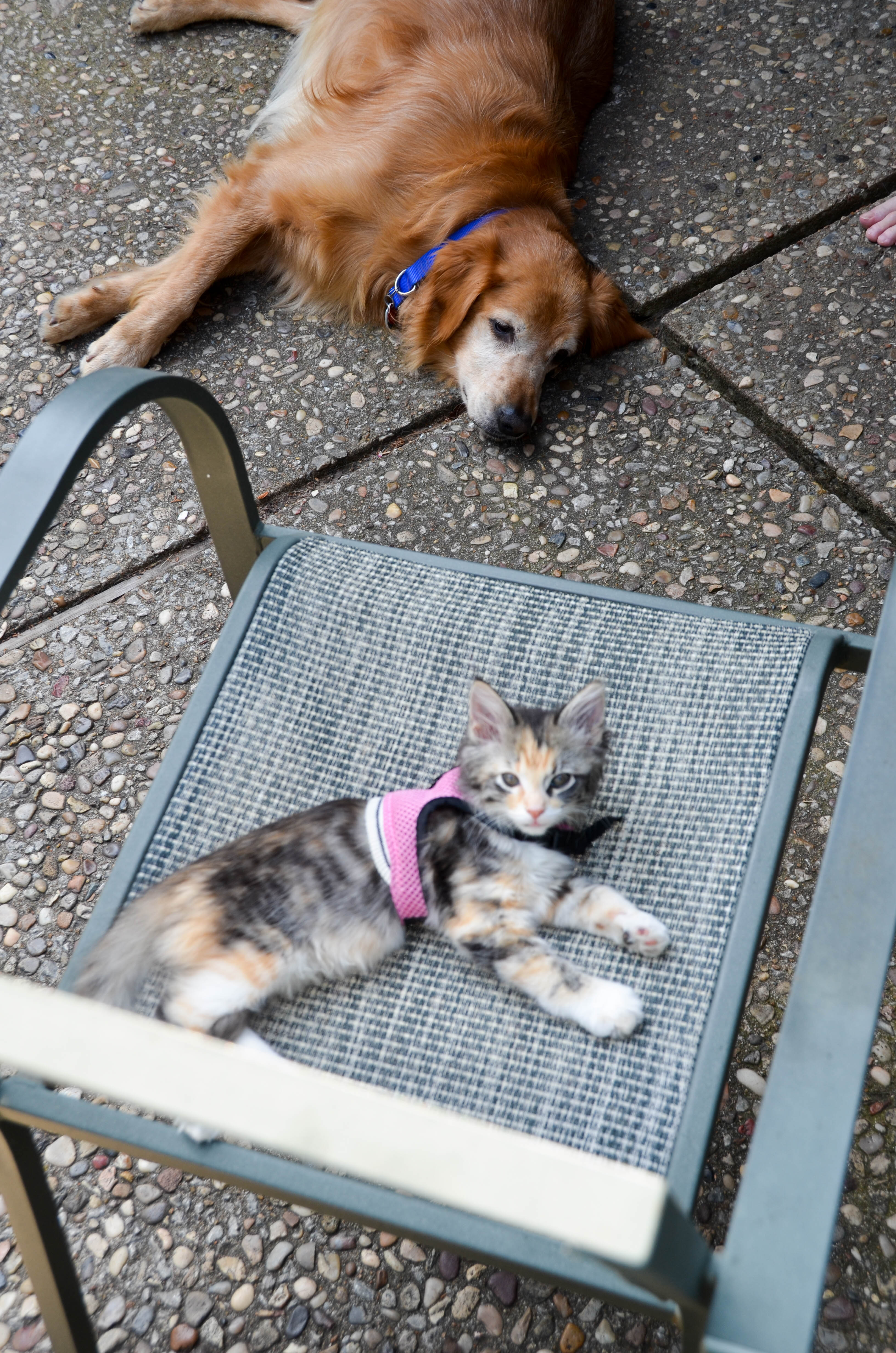 Hanging out on the patio.