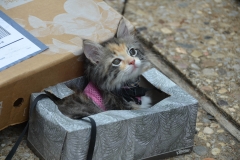 Gypsy in her favorite box.