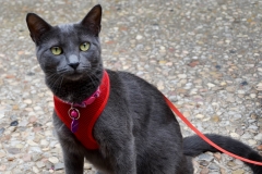 Sharon's cat, Gracie.