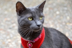 She wasn't too keen about this invader kitten.