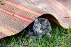 Gypsy takes refuge.