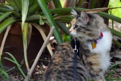 Gypsy loved to watch the birds, lizards, chickens...