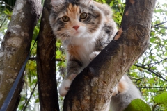 So many trees to climb.